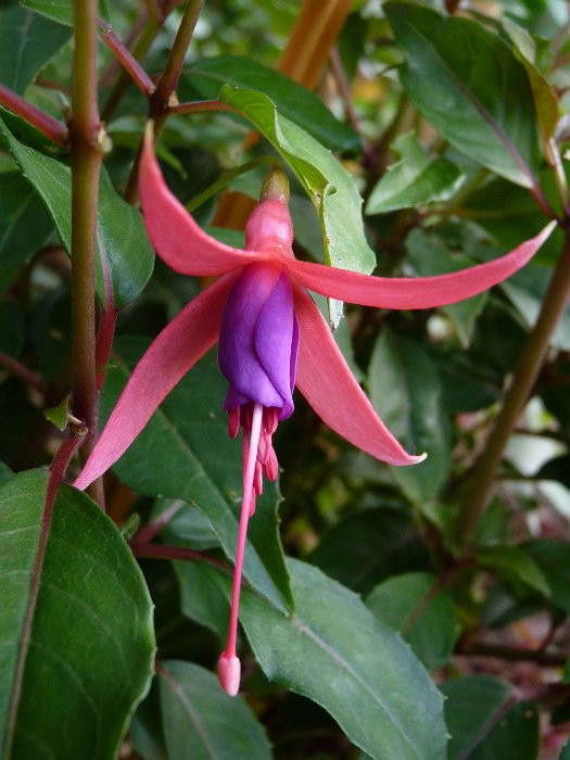 Fuchsia x 'Komeet'